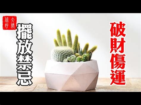 仙人掌風水|仙人掌的風水作用與功效